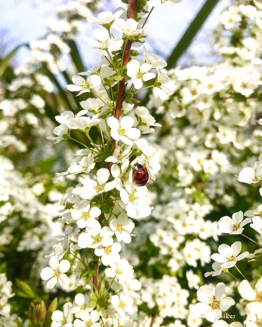 Spring has sprung / 春の訪れ