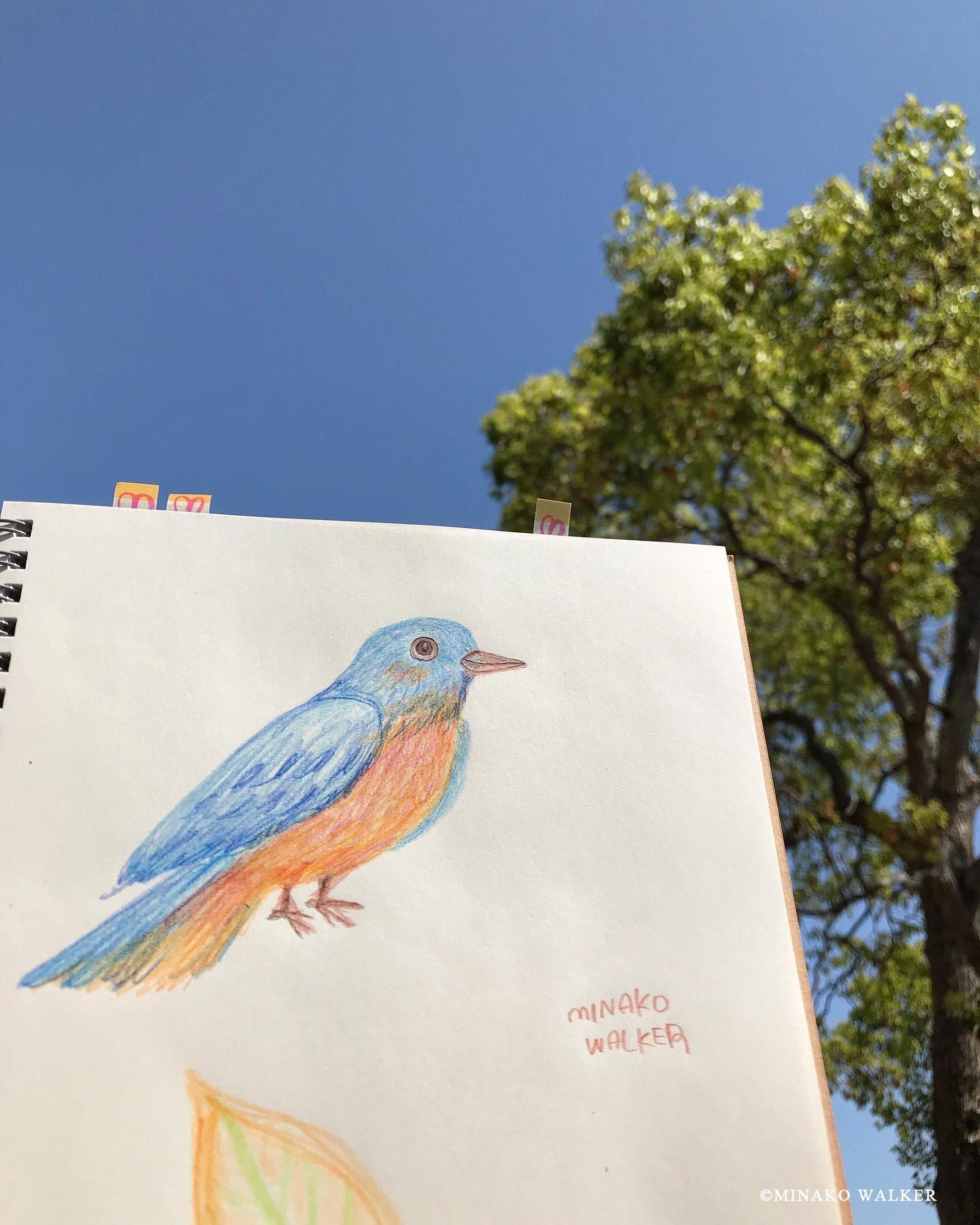 Sketch of a blue bird / 青い鳥のスケッチ