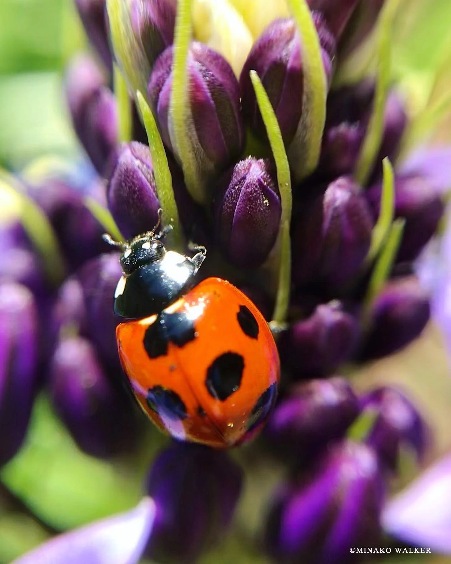 Flower and a ladybug / お花とてんとう虫