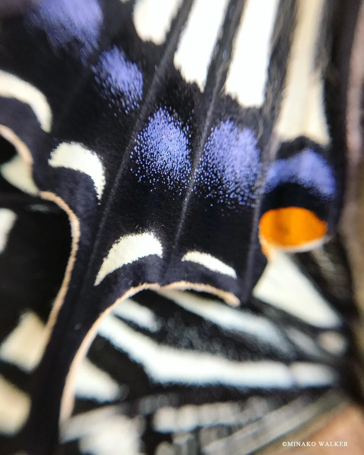 Butterfly close up / ちょうちょ