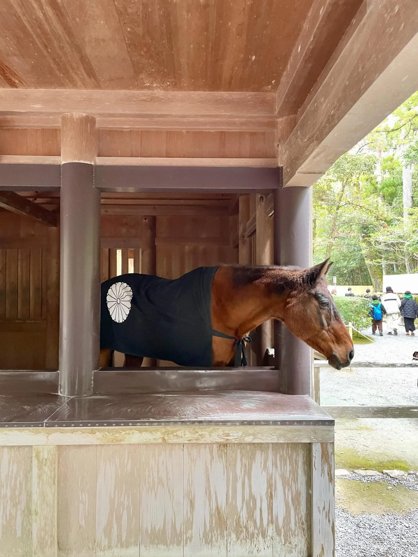 Wishing everyone a year filled with love and happiness❤️🦄✨
本年もどうぞよろしくお願い致します🎍✨