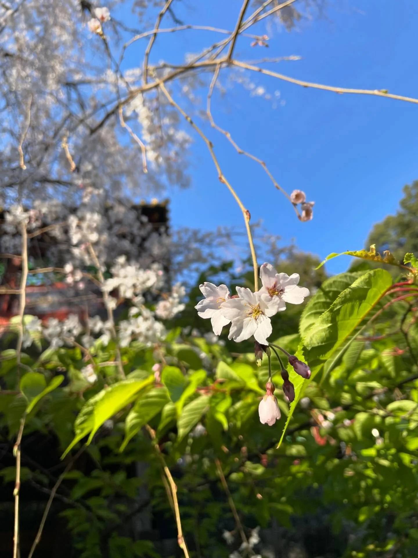 🌸🌸🌸