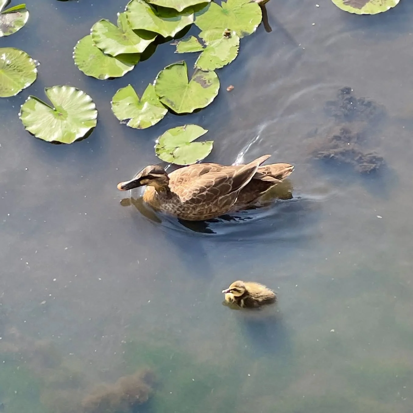 🍀🦆🐥🍀