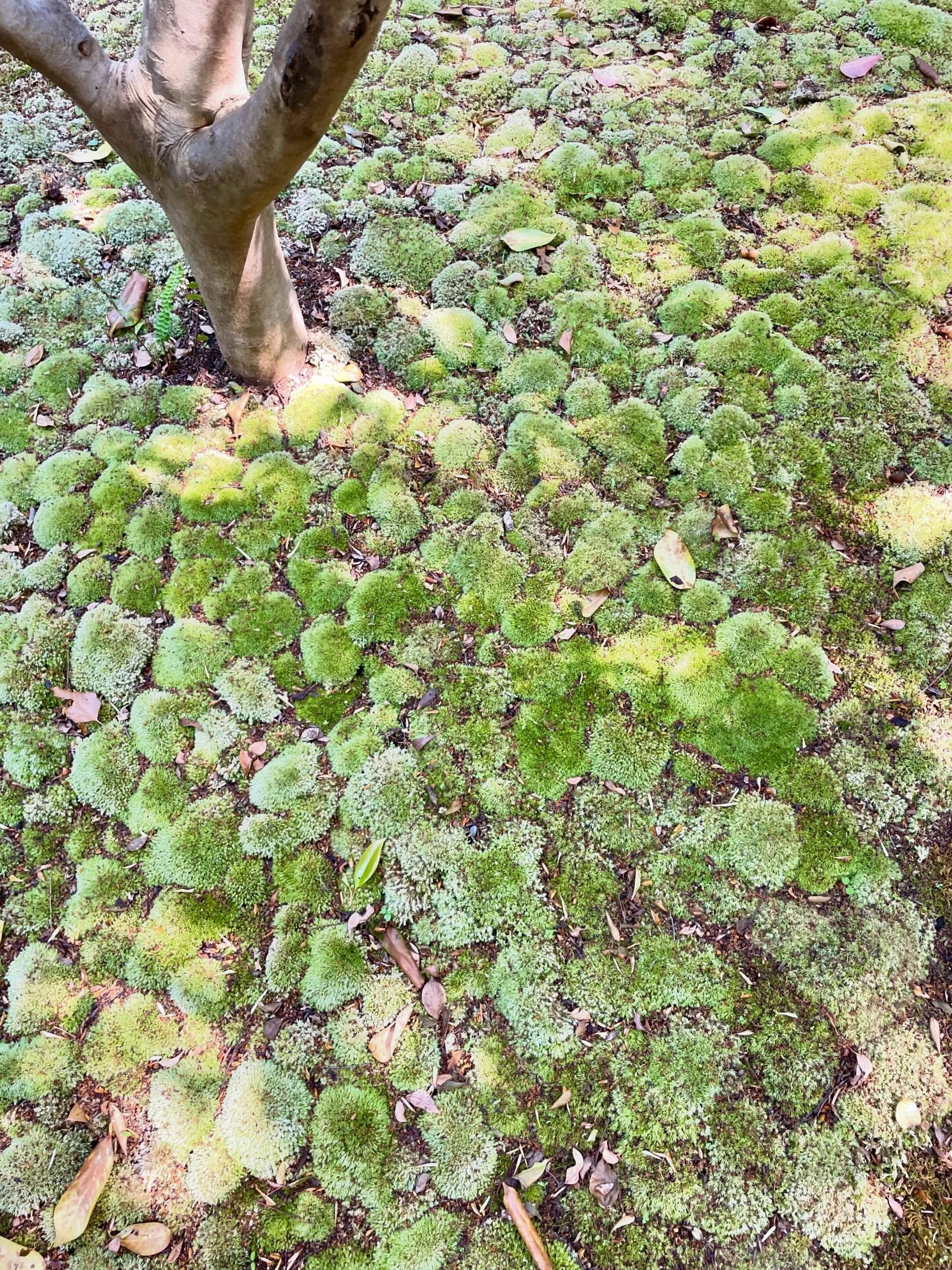 🍀