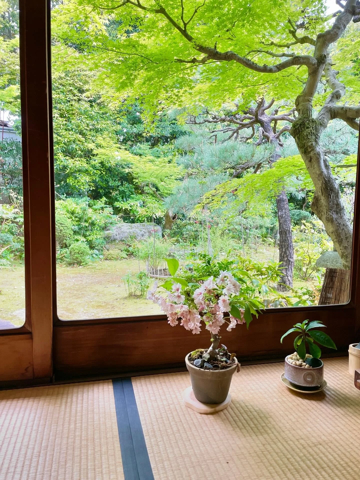 ✨🍵🐥🌸🐥🍵✨