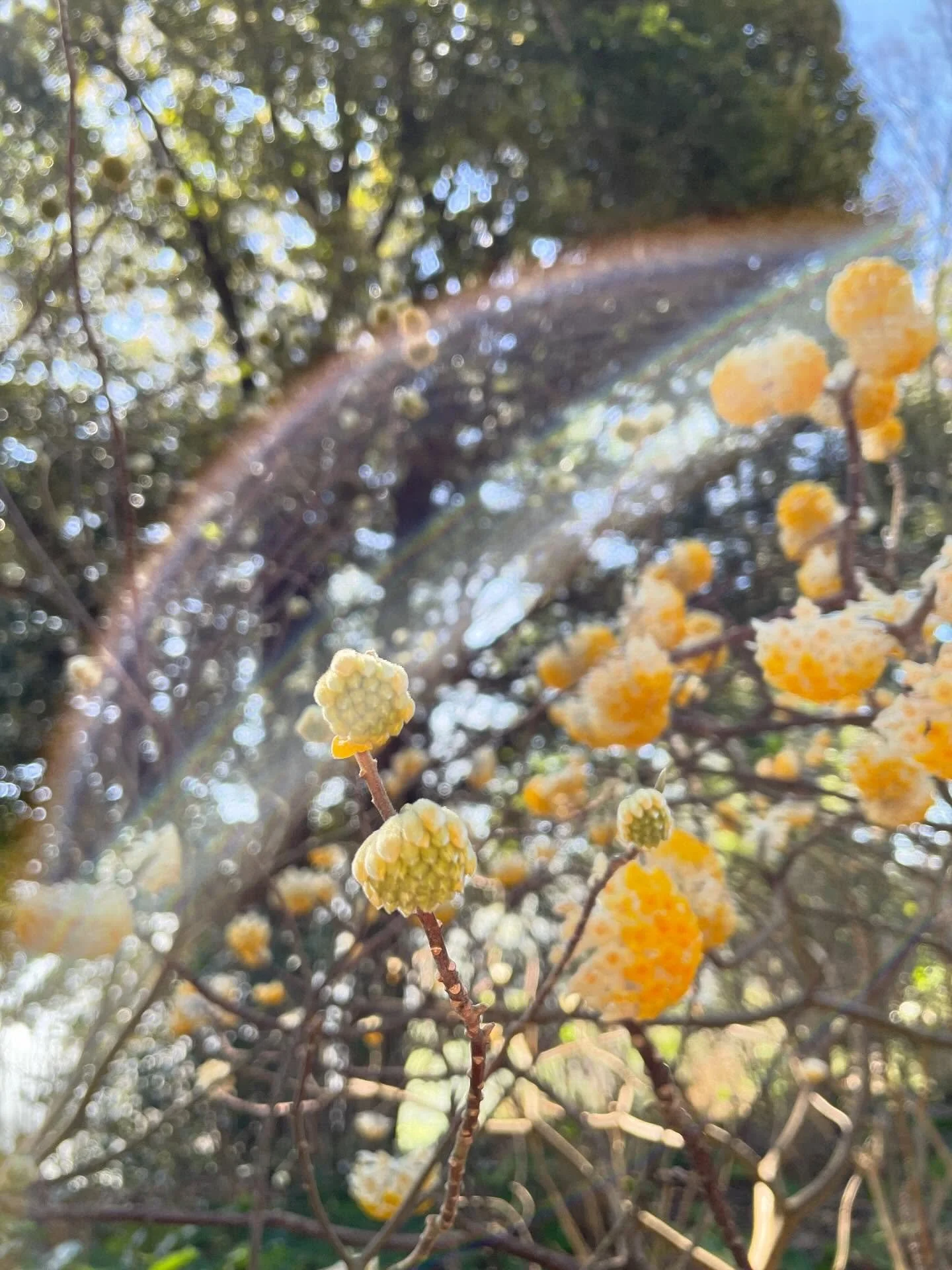 🌼🌼🌼