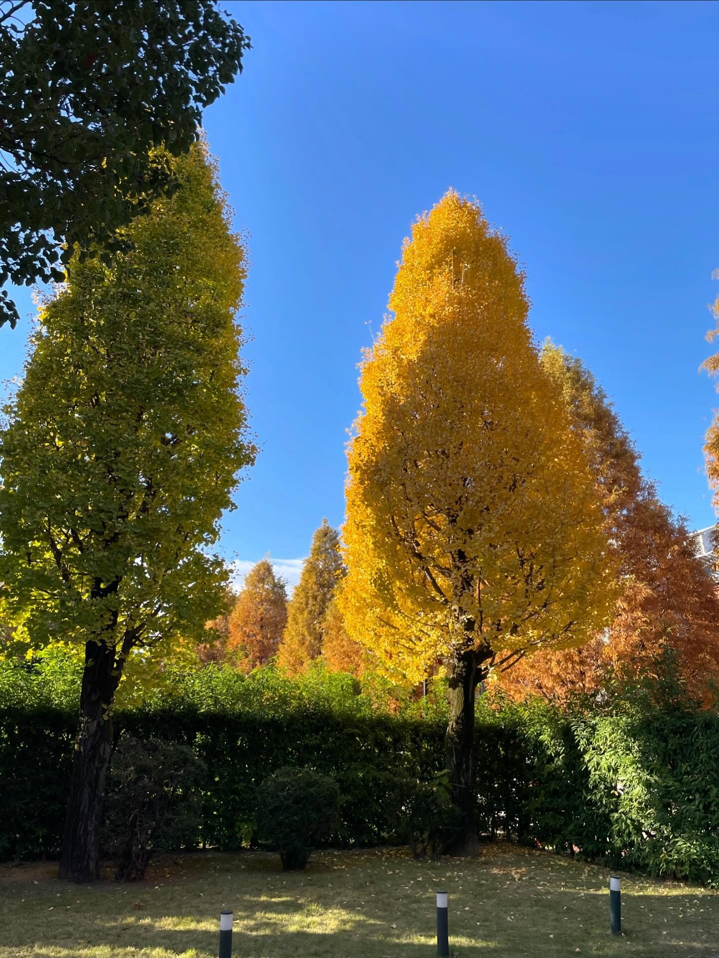 🍁🌳🍁