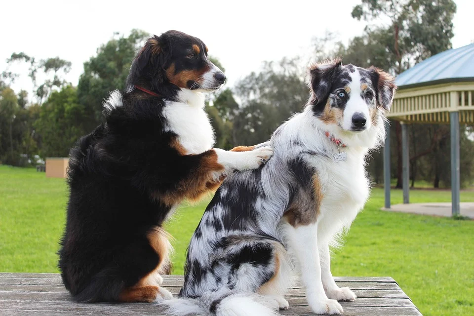 .... Freunde stärken einander den Rücken - oder wie wärs mal mit einer Rückenmassage ? : ) .. Friends support each other – How about a back massage? :) ....