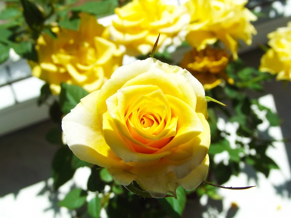 Nicht jede Blüte kann gleich viel Sonnenlicht erhalten