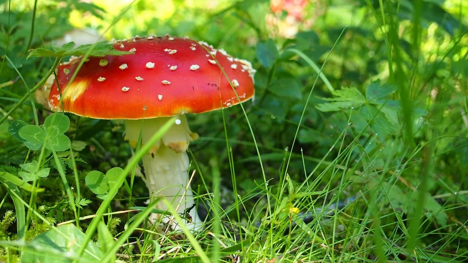 Auch wenn Fliegenpilze schön aussehen, so täuscht das nicht darüber hinweg, dass sie zu essen Zerstörung bedeutet. Nicht bei jedem toxischen Gedanken oder Gefühl ist das von vorne rein so leicht zu erkennen...