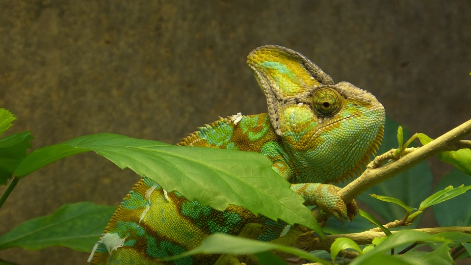 Chamäleone stehen wegen Gefährdung unter Tierschutz. Sie sind meist Leguan-Schuppenechsen und leben hauptsächlich in Afrika. Sie haben interessante Vorteile: Ihre Augen können nach hinten, seitlich und nach vorne gleichzeitig blicken, was symbolisch als Weitsicht in die Vergangenheit, Gegenwart und Zukunft gedeutet werden kann. Das ist für EQ-Freunde eine wichtige Fähigkeit.