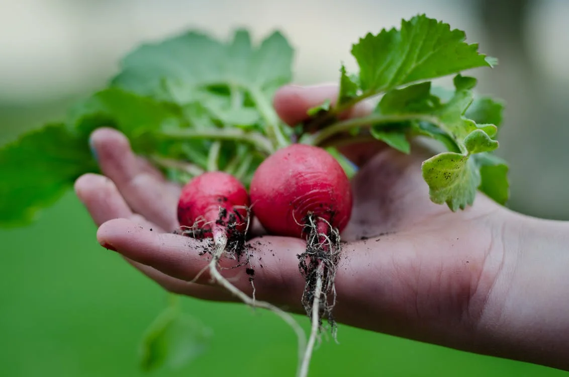 Was für eine Belohnung, wenn man nach seinem Einsatz die Früchte ernten kann. Ein Garten lädt jedesmal zu einer Naturbetrachtung ein, wo tiefe Werte kommuniziert werden.