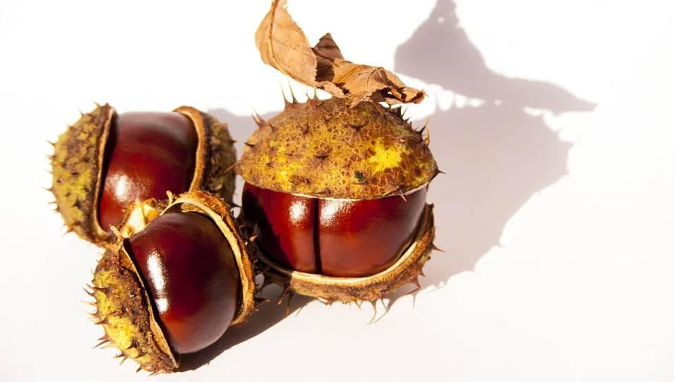 Kastanienzeit - die Mutter geht mit ihrem Kind Kastanien sammeln und macht daraus etwas Spezielles für die ganze Familie - ein Geschenk aus der Natur von besonderer Bedeutung, das zu einer Tradition werden kann.