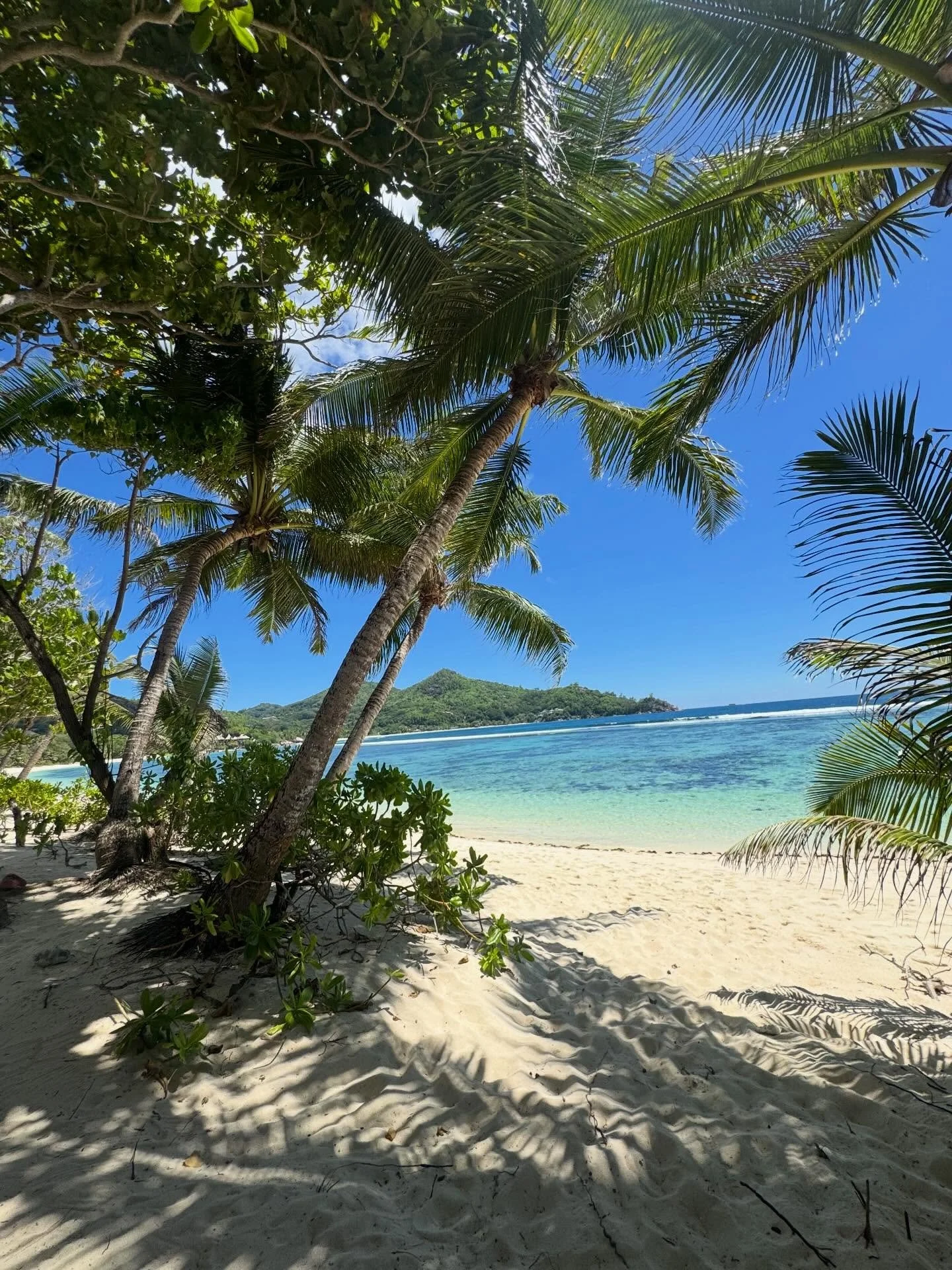 The most out of office #holiday #seychelles #gym #health #wellness #fitspo #entrepeneur #fitness #beach