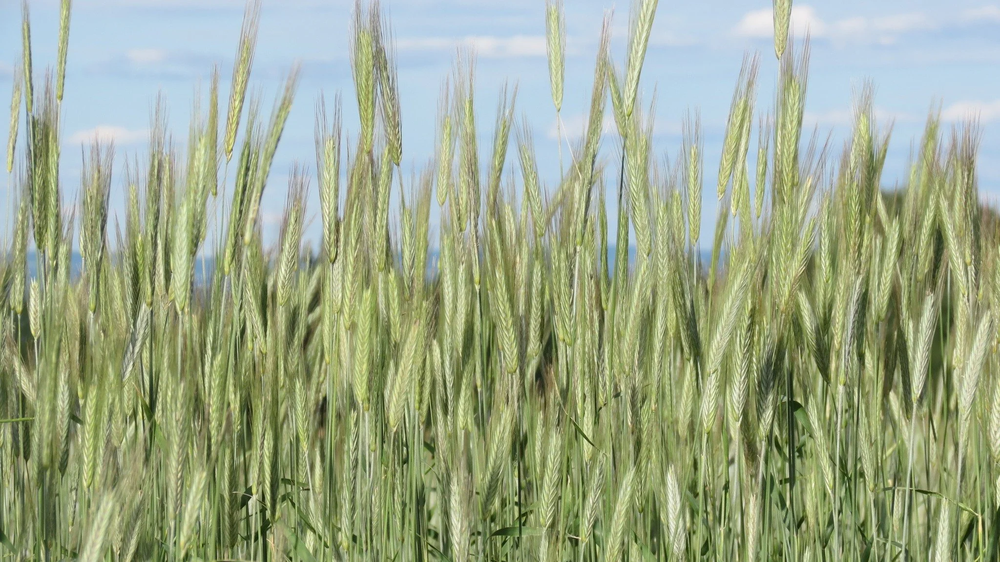 Valley Malt Massachusetts Growing Grain.jpg