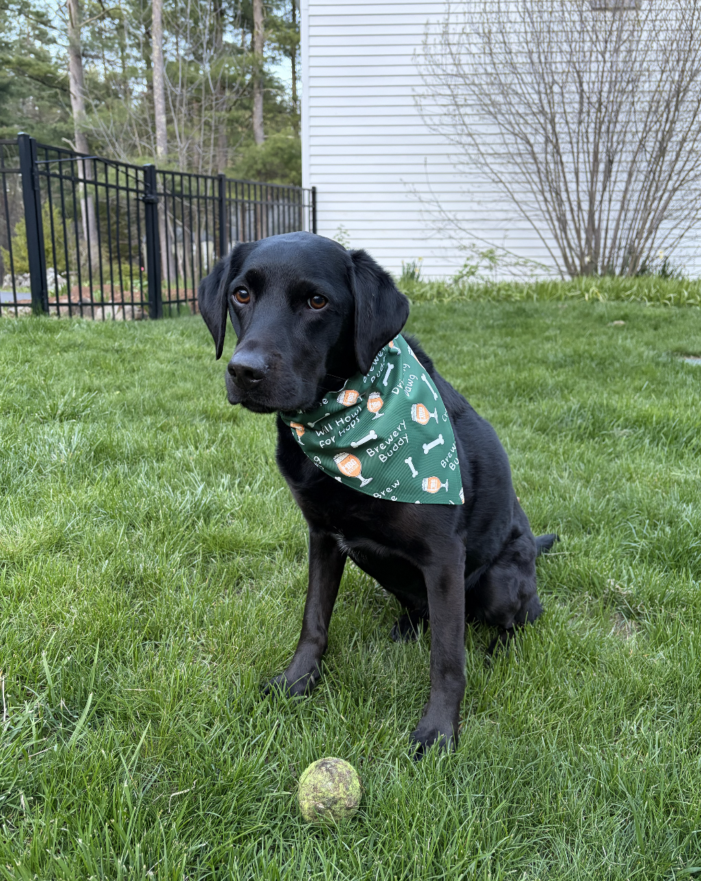 Zoey, Boston Beer Co..png