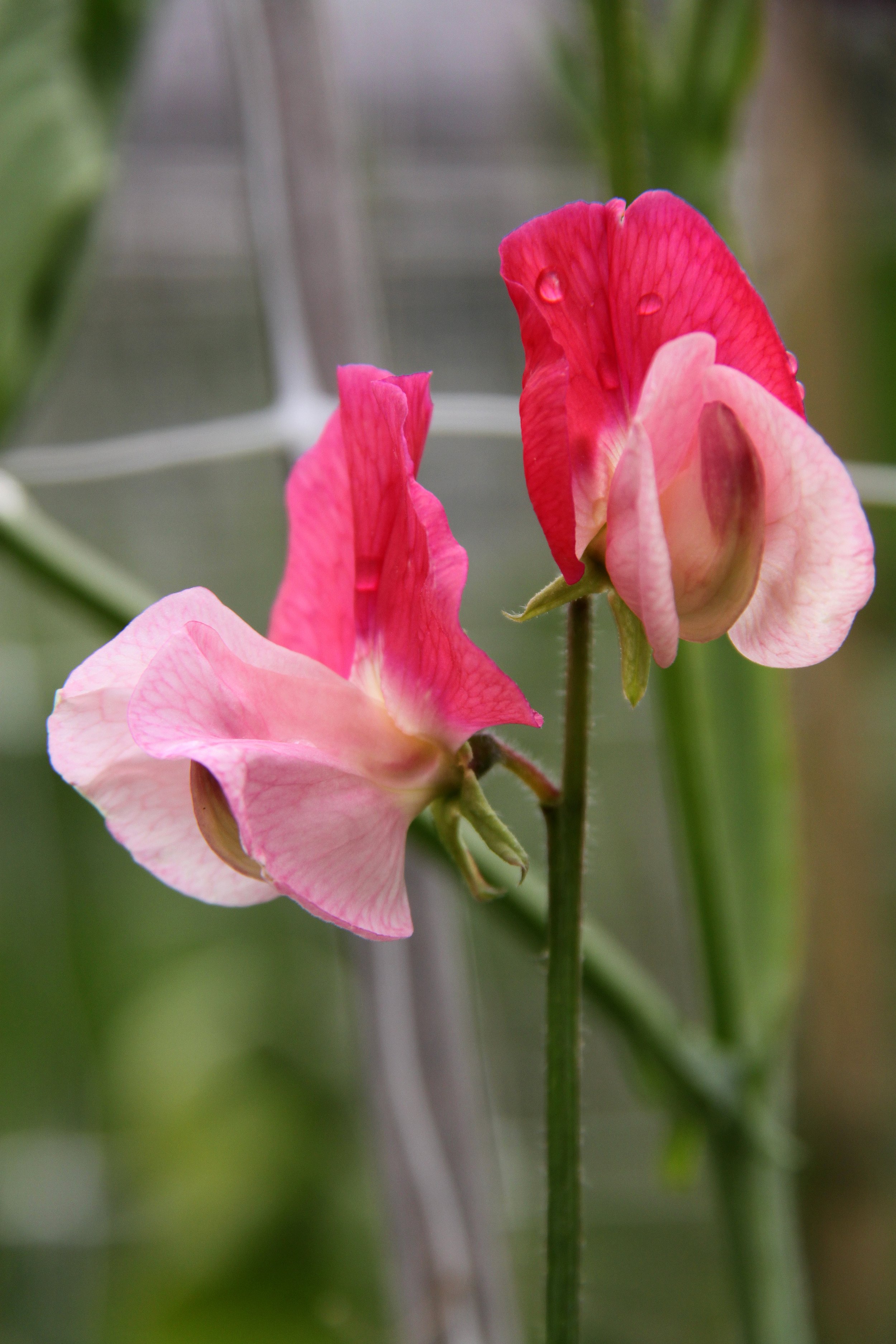 Sweet Pea Duo Salmon.JPG