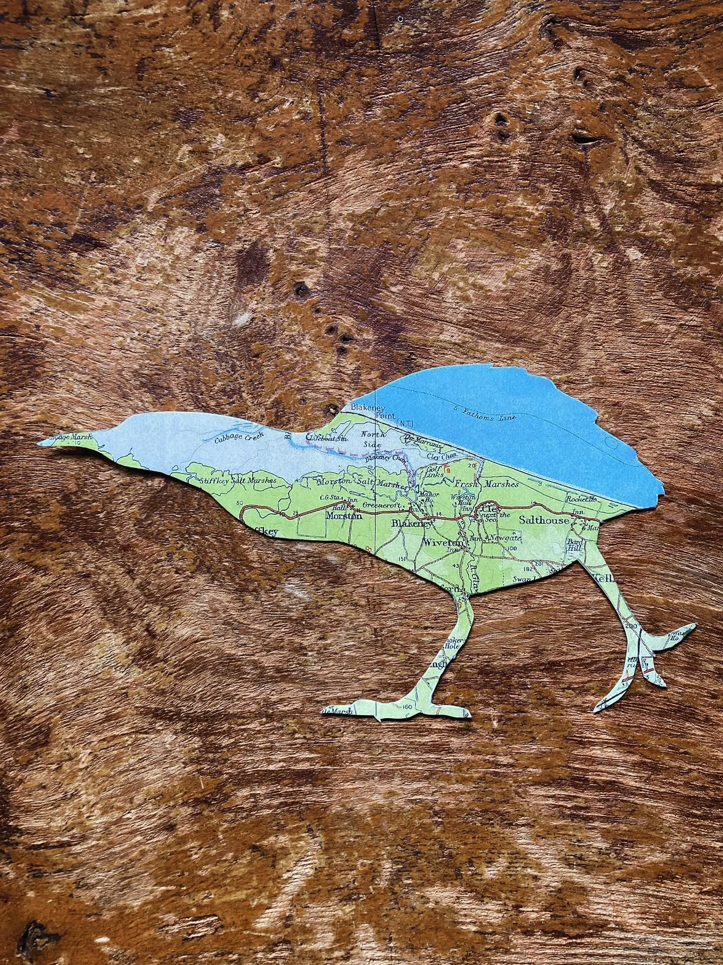 Guess the species👇