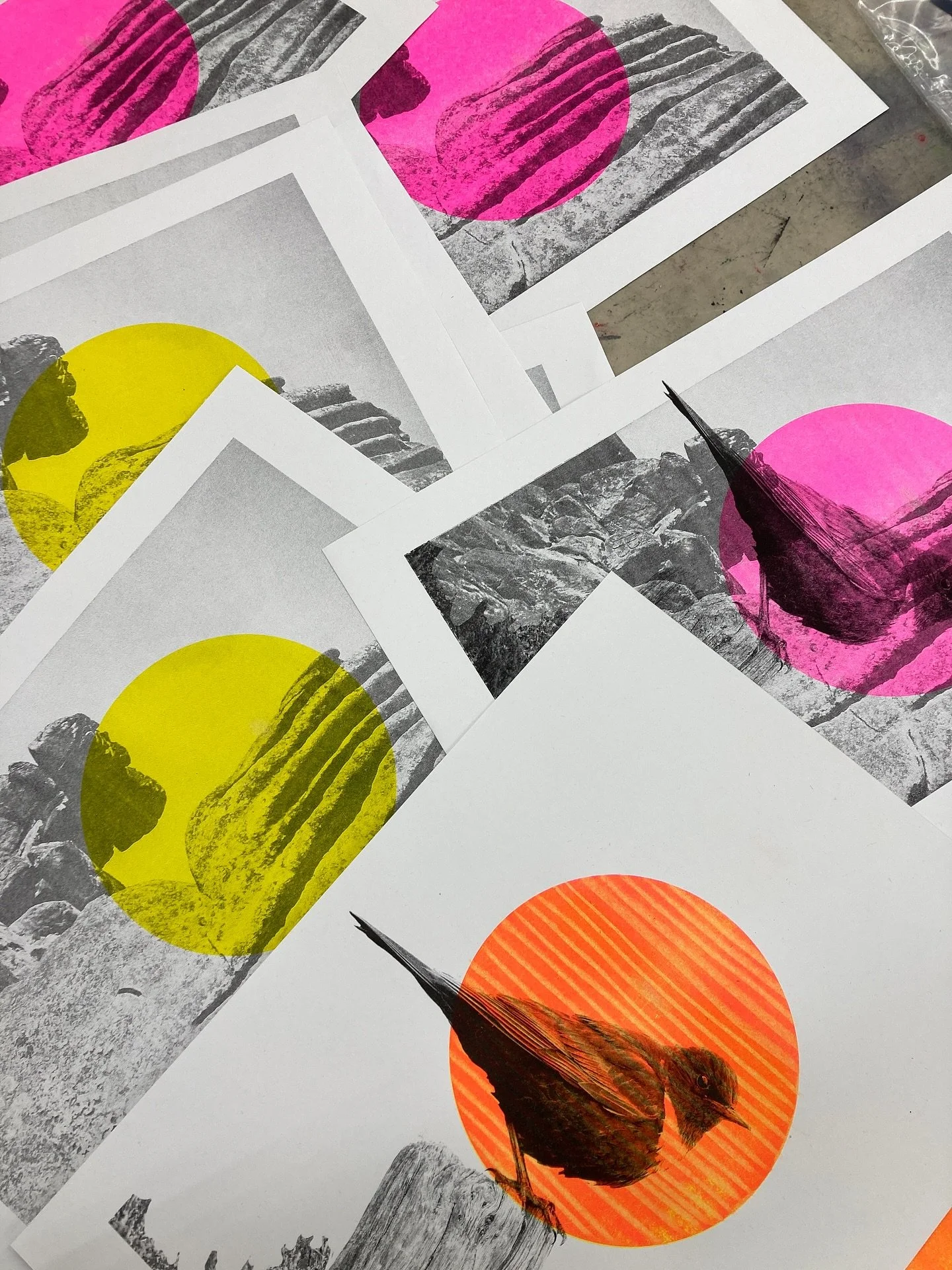 Recent Rocks, Risos and Ring Ouzels