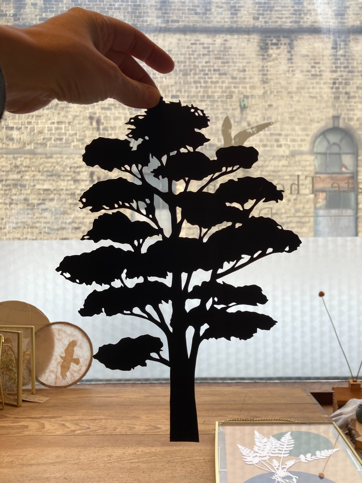 TREE. Magical beings. Astounded at the number of tree photos I have. Hopefully more tree inspired work to come in 2026. Here is a silhouette of the mighty cedar tree and a small selection of trees I have noticed in some of my favourite places. Many n