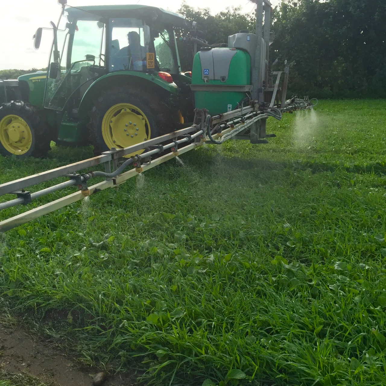 Compost Tea trials to ward off Diamond Back infestation on Radish, vetch and rhy cover crop in St. Ouens.jpg