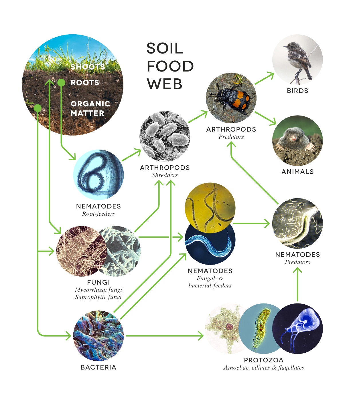 SoilFoodWeb_Large_2.0ß.jpg