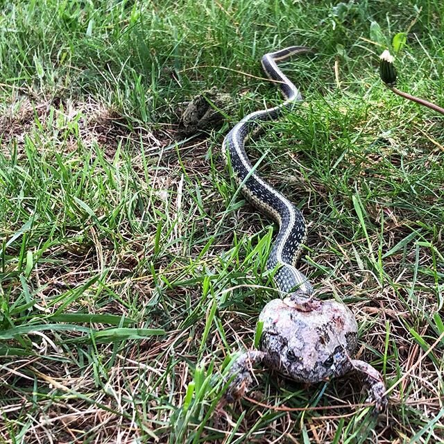 Snake eats toad. Swipe for video. Unfortunately, for the snake I disrupted this process and they left their meal behind.