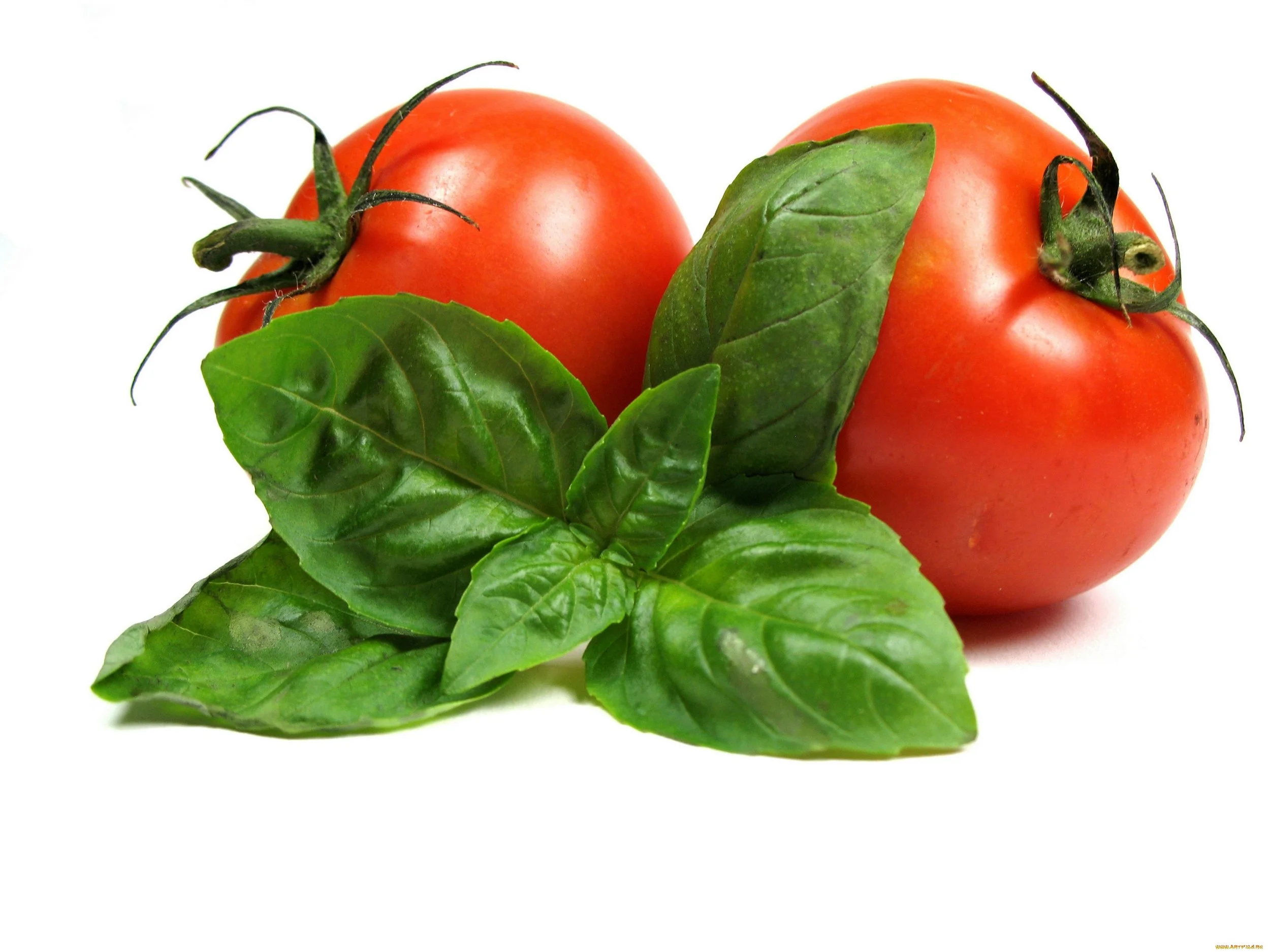 tomatoes.jpg