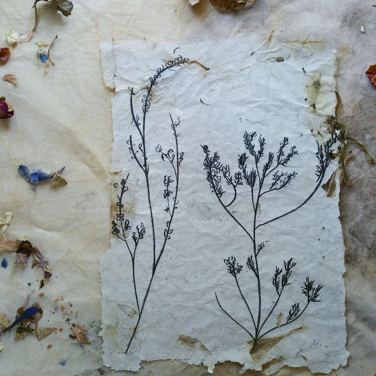 collaboration between anny and printmaker kristin sarette ; anny made the paper using natural materials, books, and flower petals, stems, and leaves, as well as designed and sketched on the stone, while kristin did the hand printing.