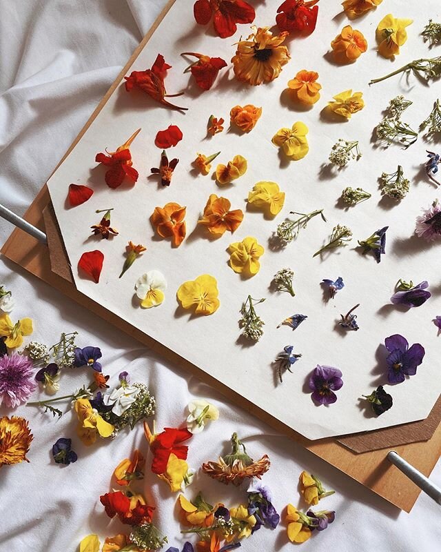 Pressed edible flowers! 💐 Yes, so excited for these! Sourced from my favorite farm, @brooklyngrange &amp; pressed in my studio, these flowers are perfect for decorating your wedding cake, desserts, or for food styling! And for the month of June 100%