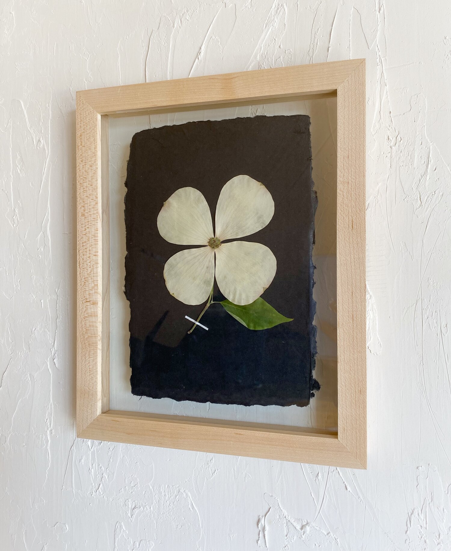 Real Pressed Maple Leaf and Shamrock Framed Picture Wall Art