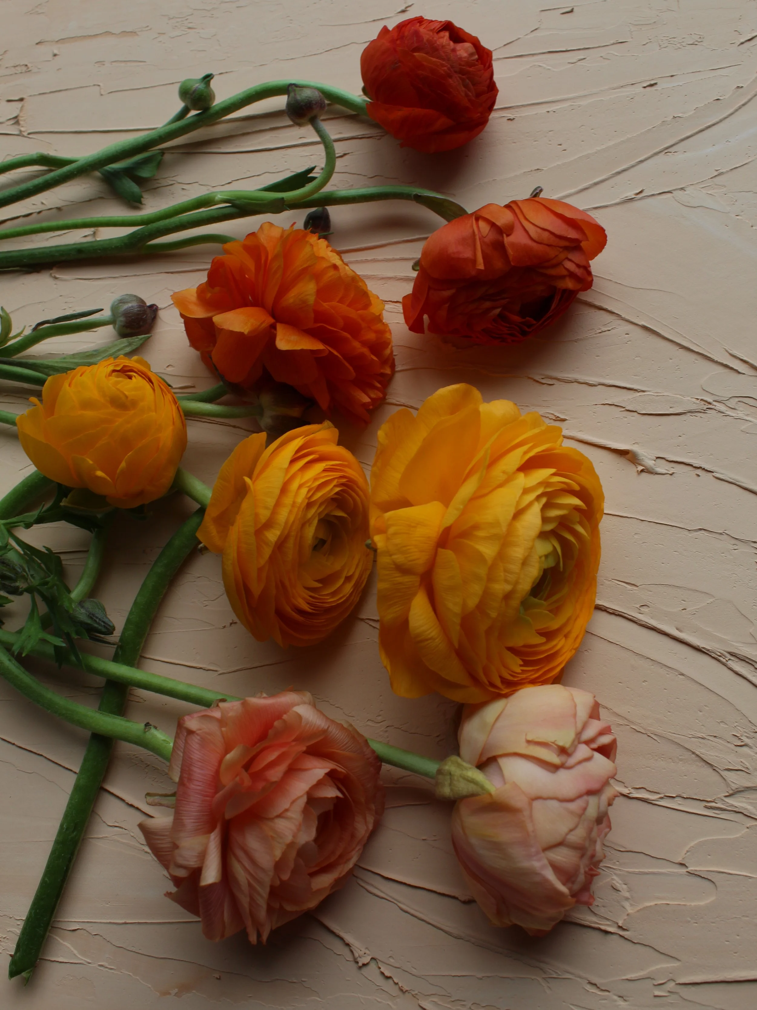 Ranunculus Print