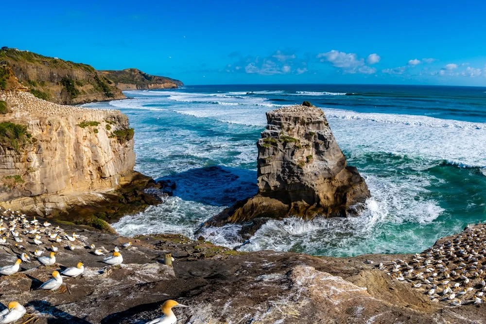 Muriwai Gannet Colony