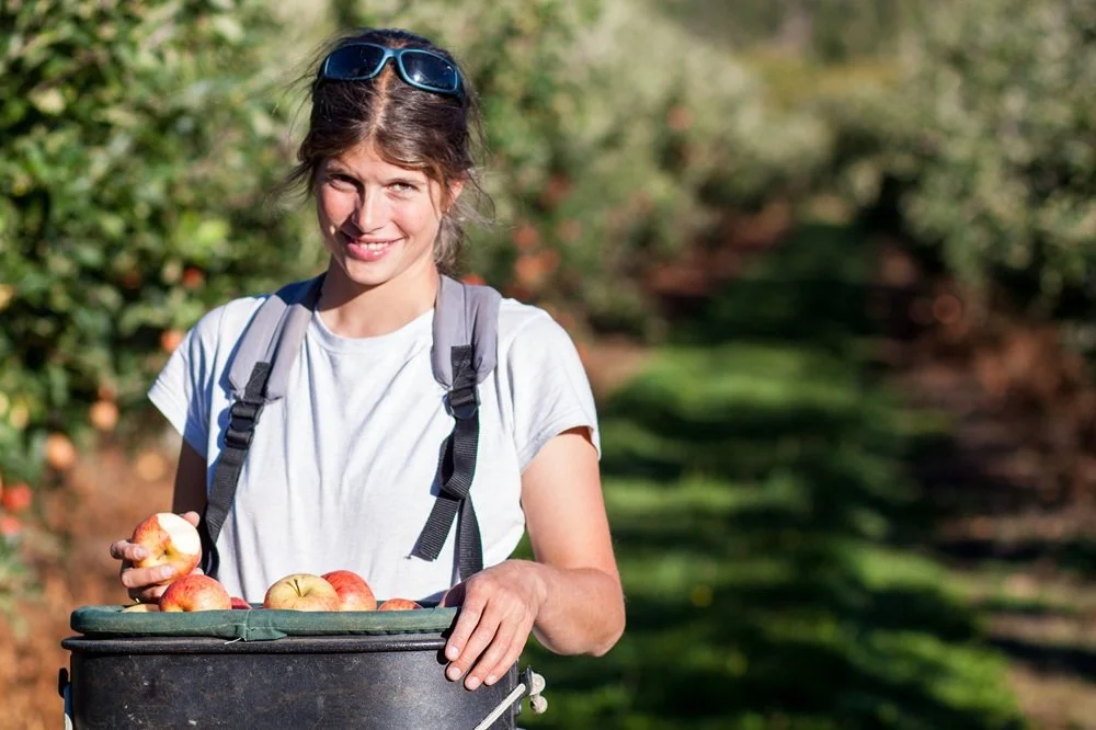 New Zealand Working Holiday Visa 2026: Confirmed Opening Dates by Country