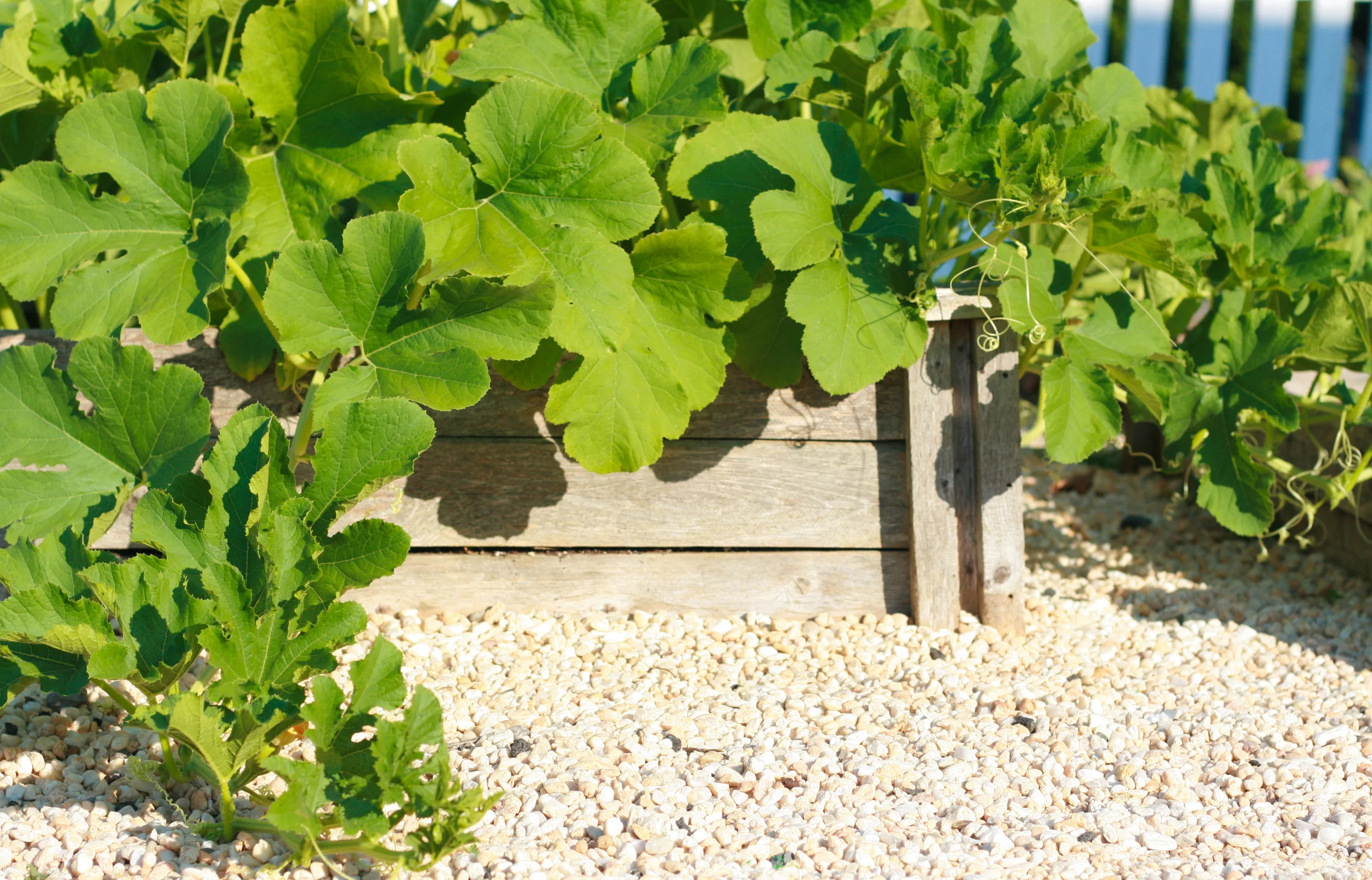 Squash and pumpkin vines taking over!