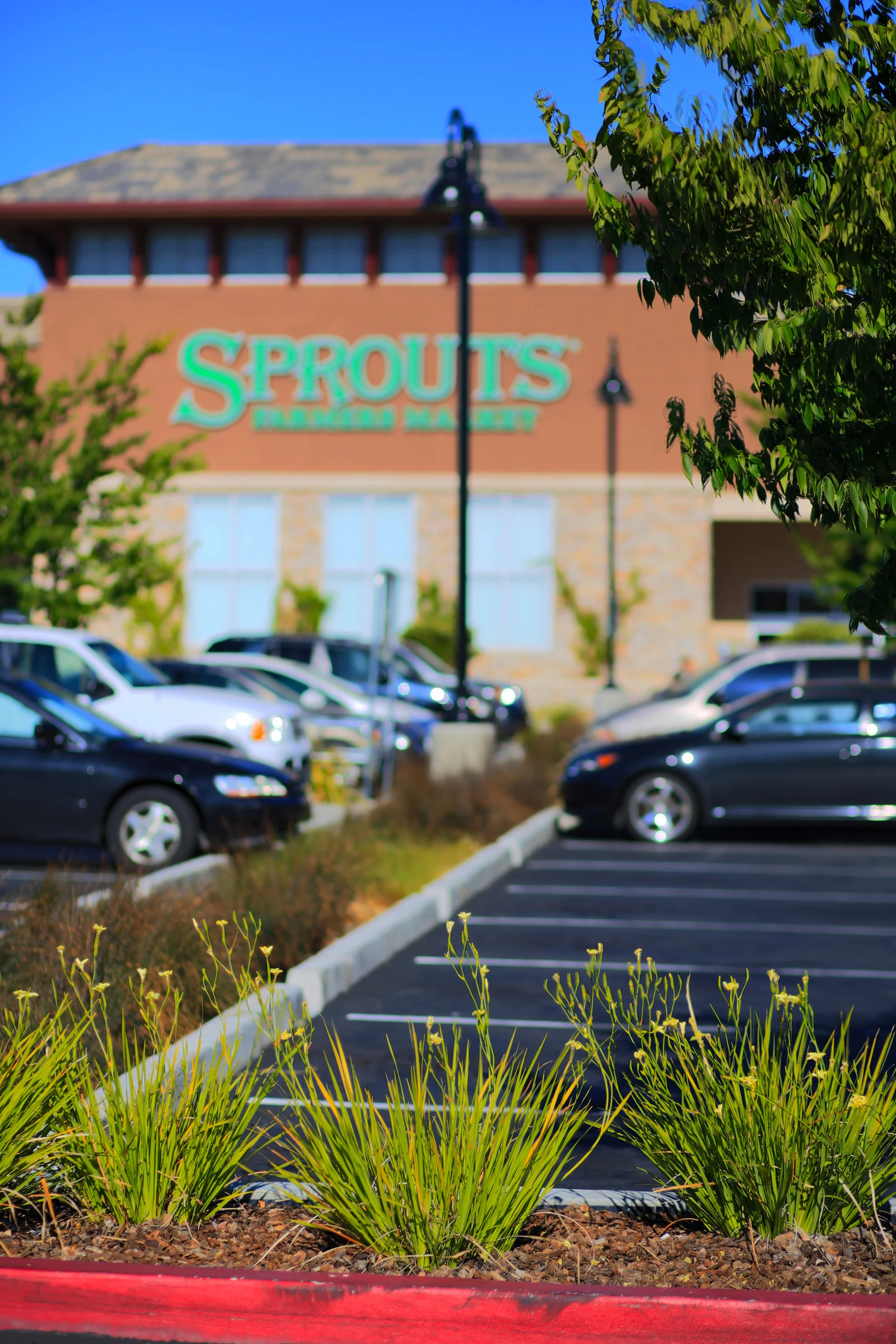 Sprout's - Walnut Creek