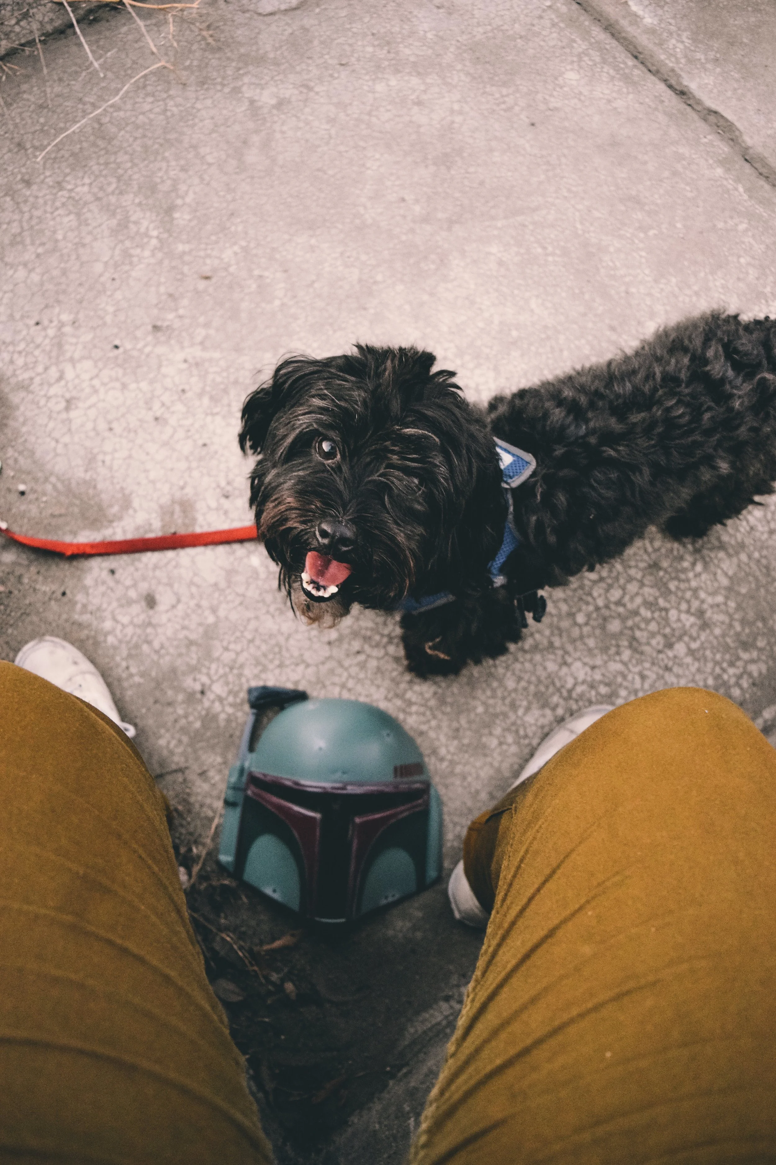 doggo