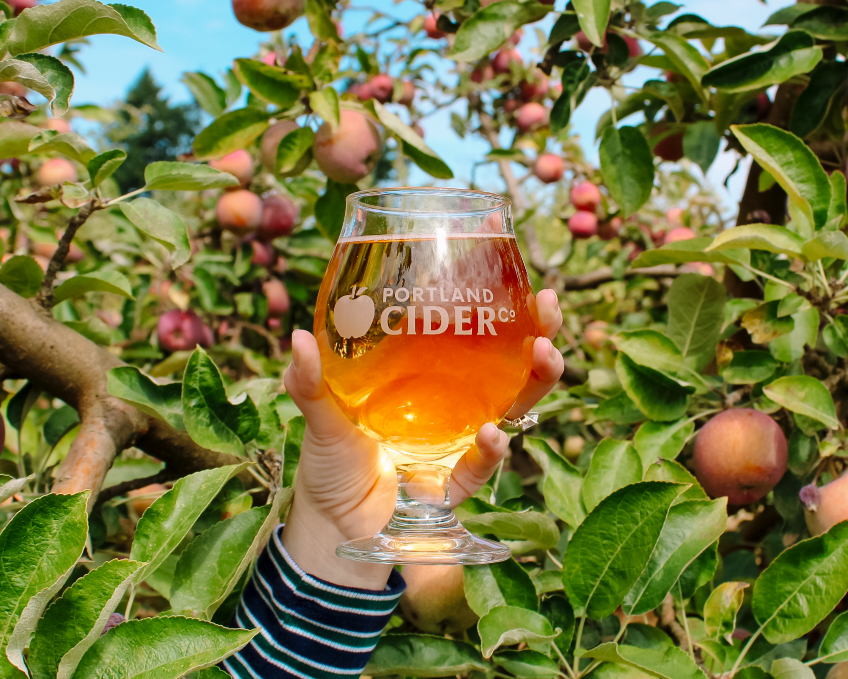 From Orchard to Can: The Apples Behind Portland Cider's Hard Apple Cider