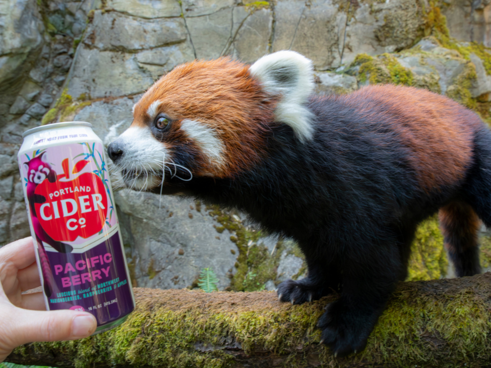 Celebrating The Oregon Zoo's Red Pandas with Limited Edition Pacific Berry
