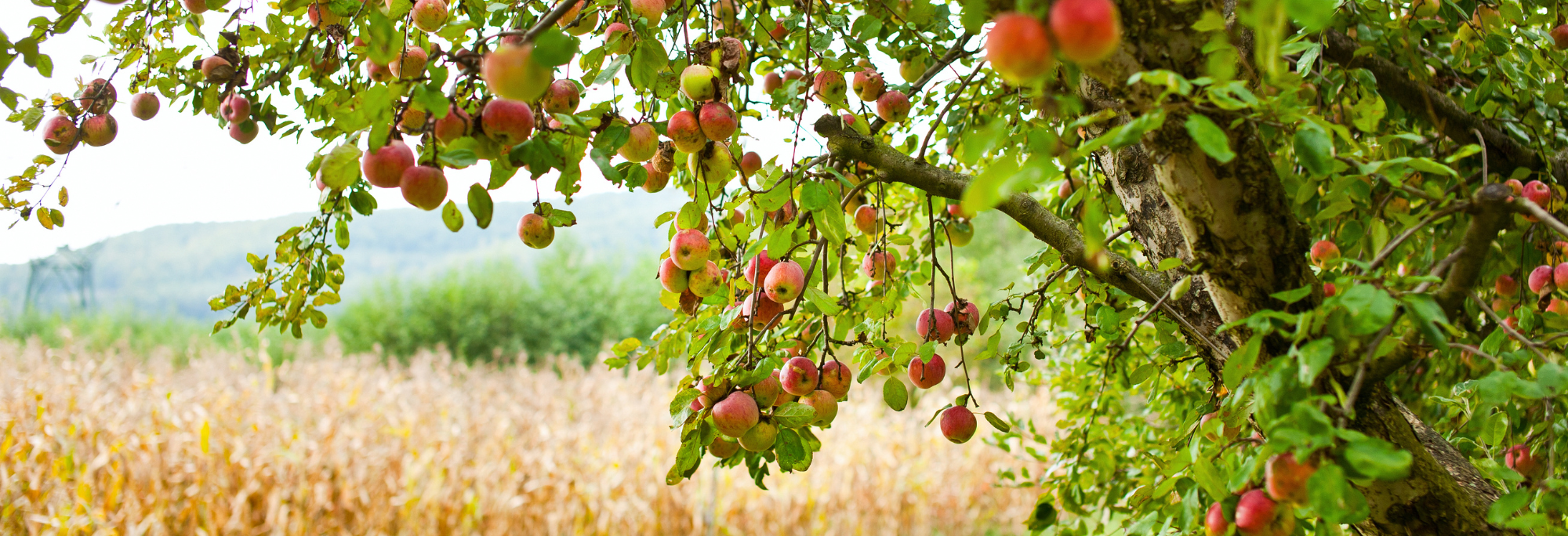 apple orchard topline web banner 2.png