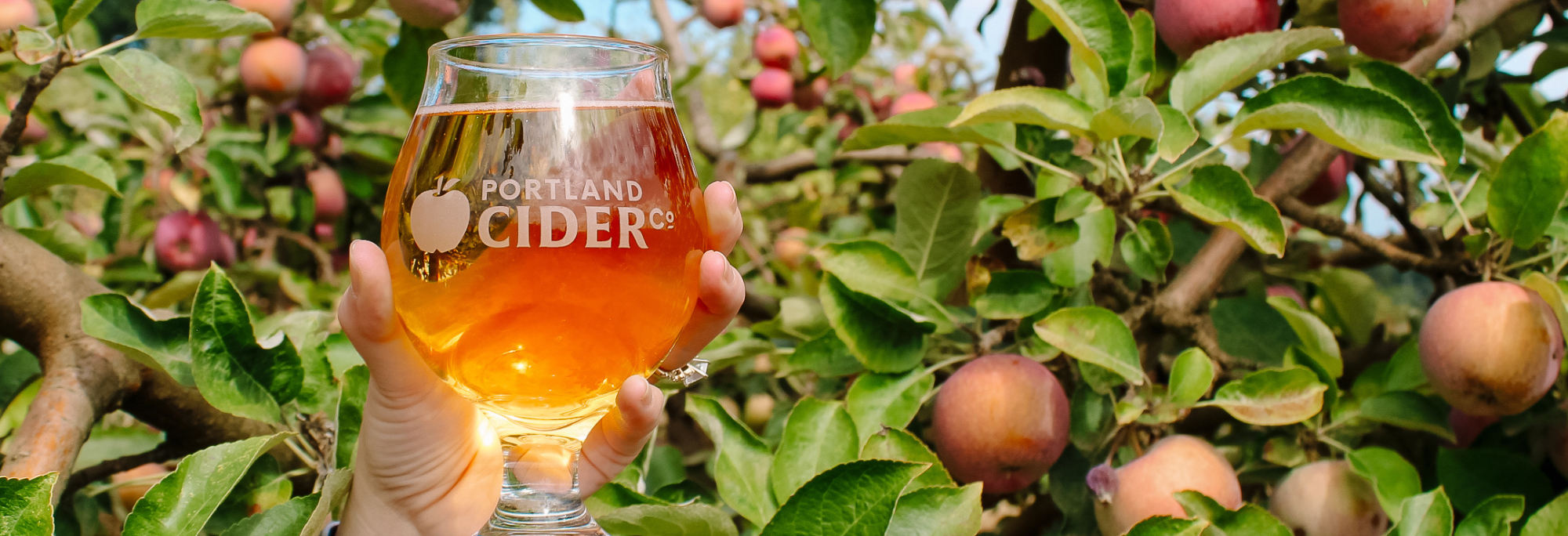 apple cider orchard banner.png