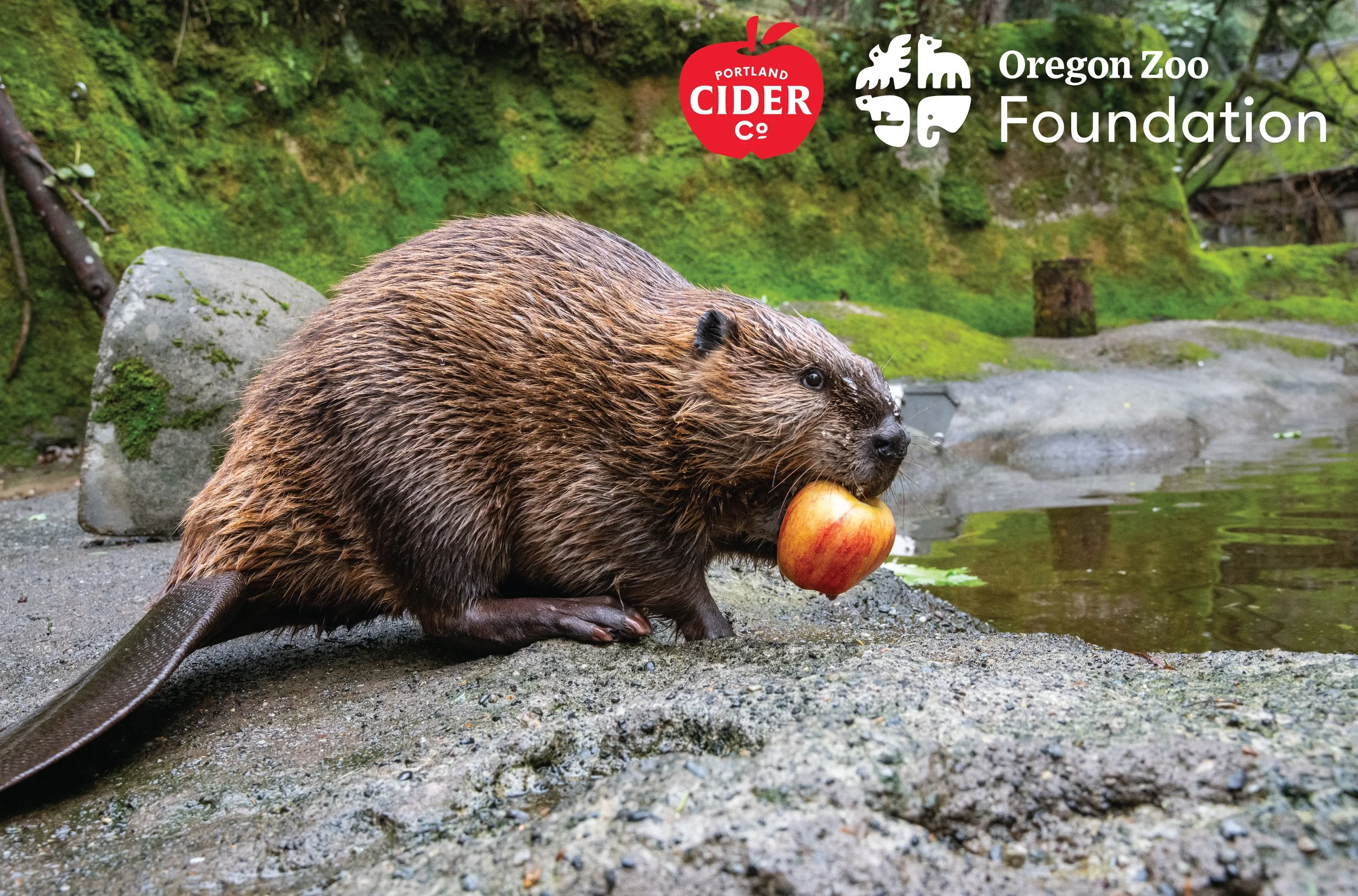 Portland Cider Helps Feed Oregon Zoo Animals In New Partnership