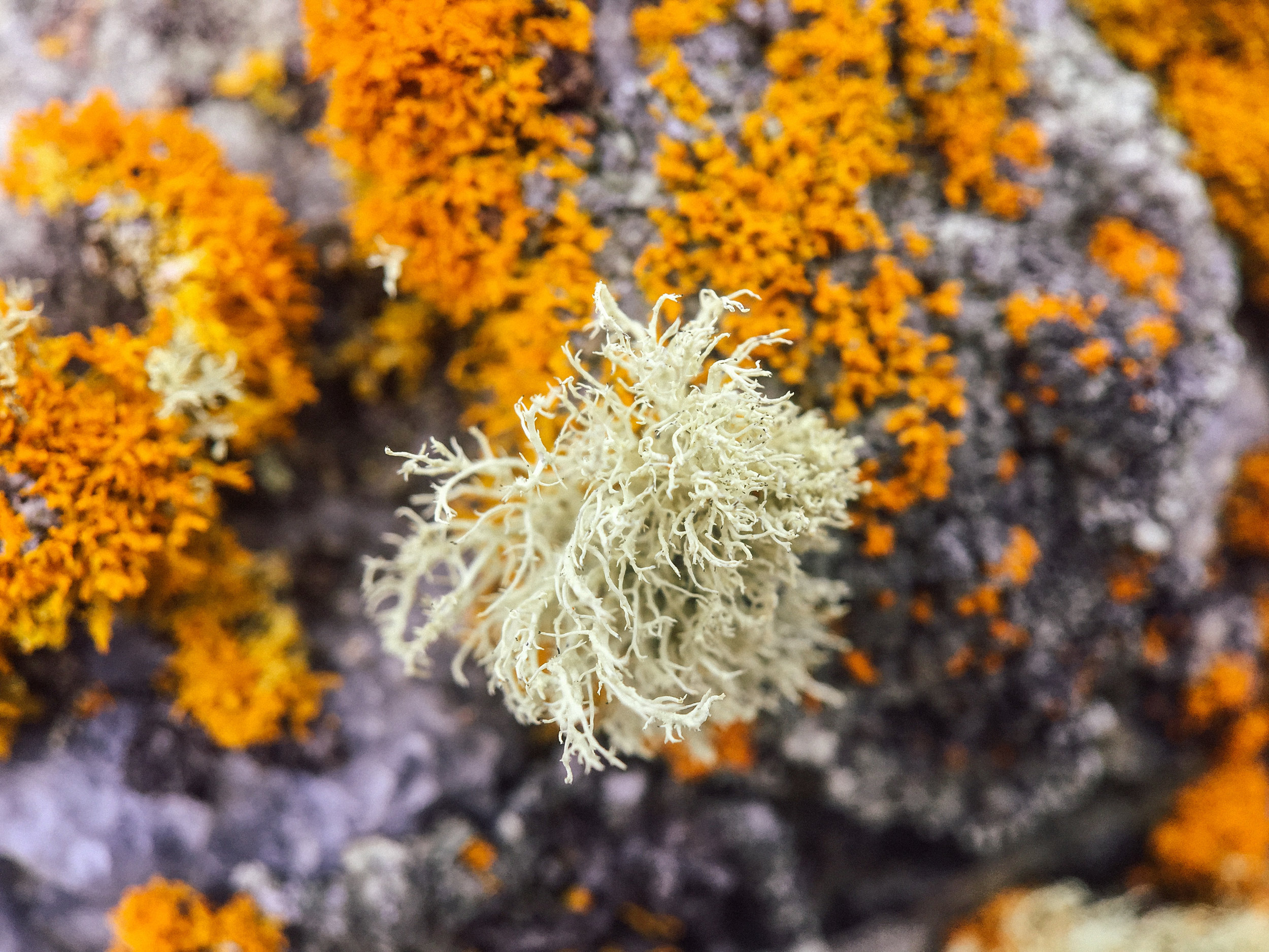 There are at least 20,000 different species worldwide. Here, a type of fruticose lichen.  