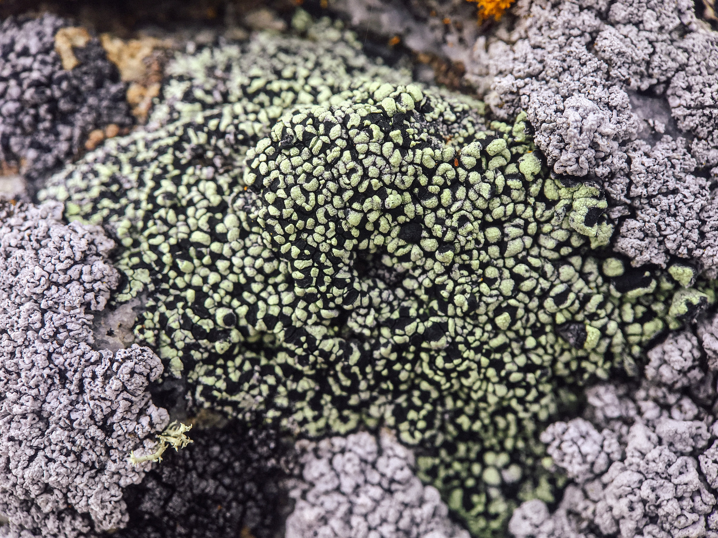 Another important lesson: recognizing and naming lichens correctly is daunting.