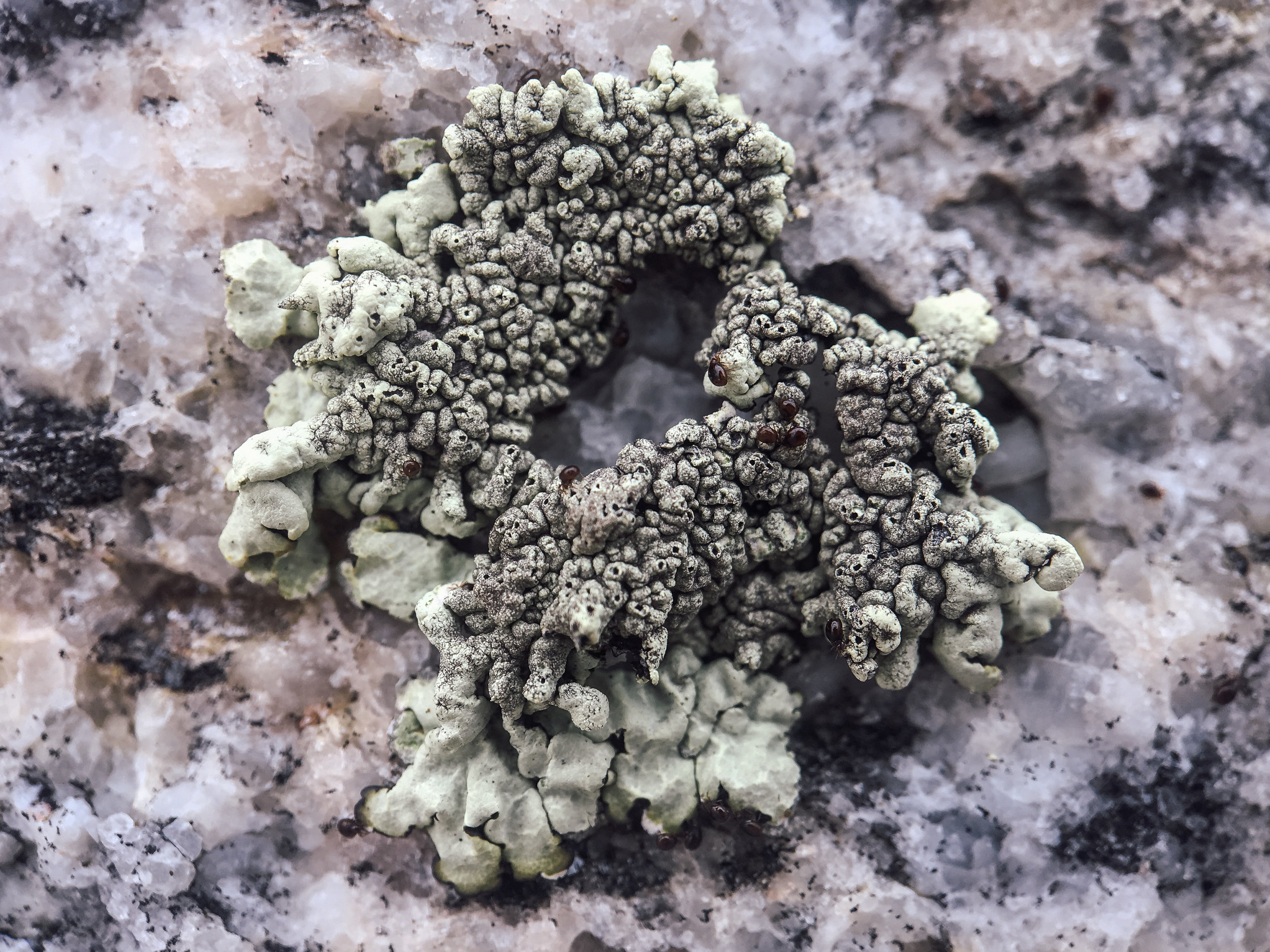 Tiny insects inhabiting what looks like a Xanthoparmelia foliose lichen.