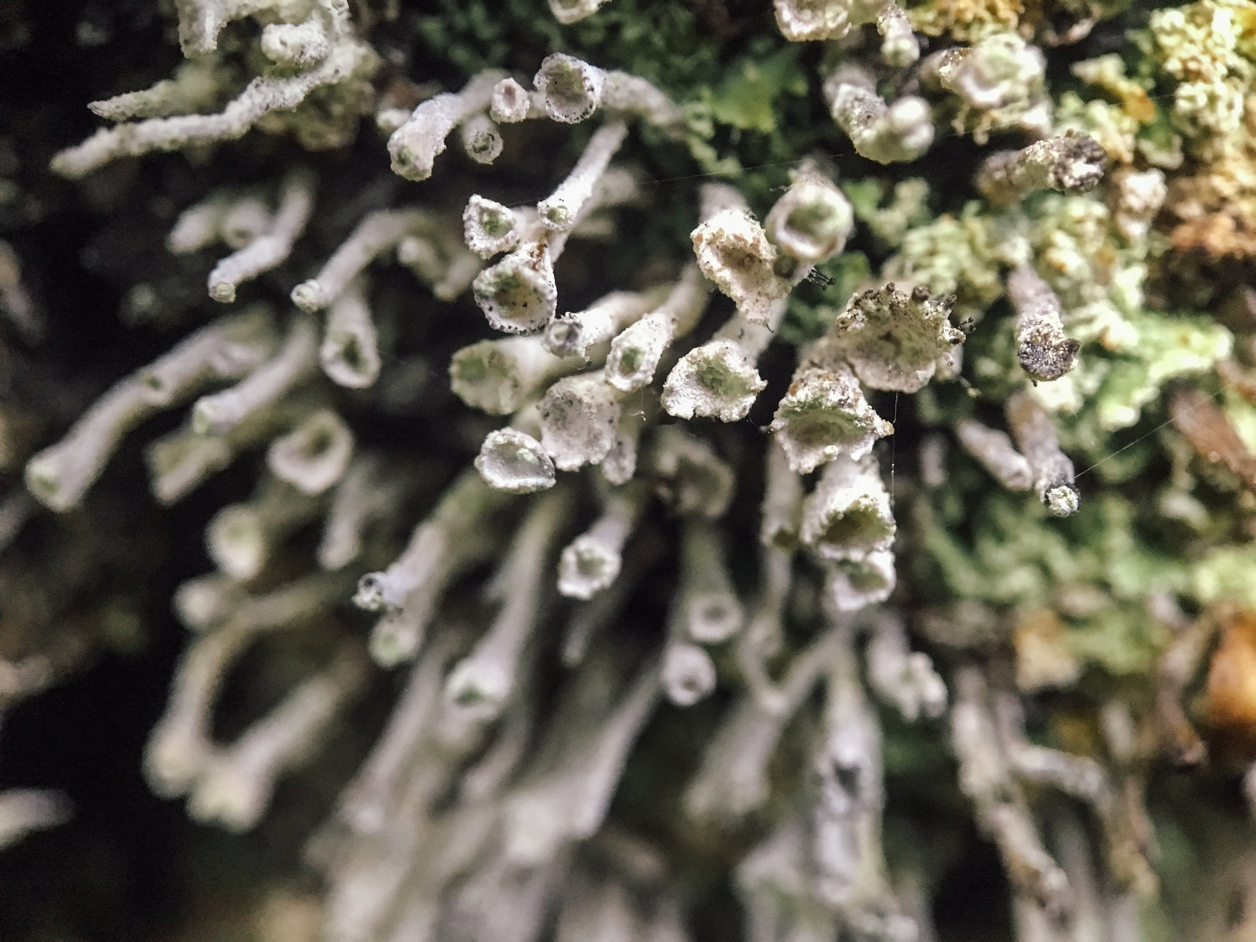 A cluster of "Cladonia" lichens, potentially the "Cladonia Fimbriata" or Trumpet Lichen type