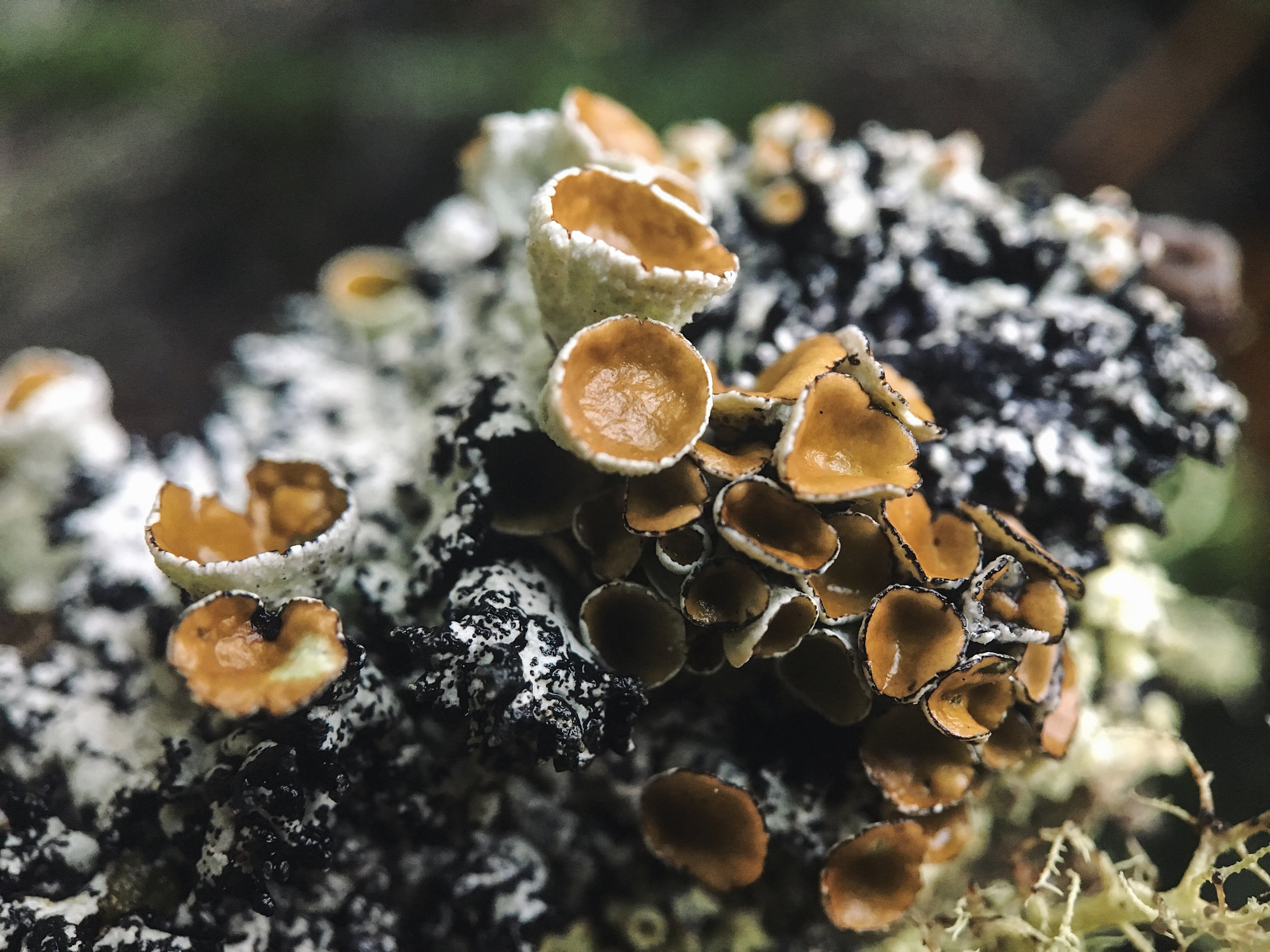 "Apothecia" (reproductive structures) disperse spores. Only the fungal half of the lichen has them. #funfacts