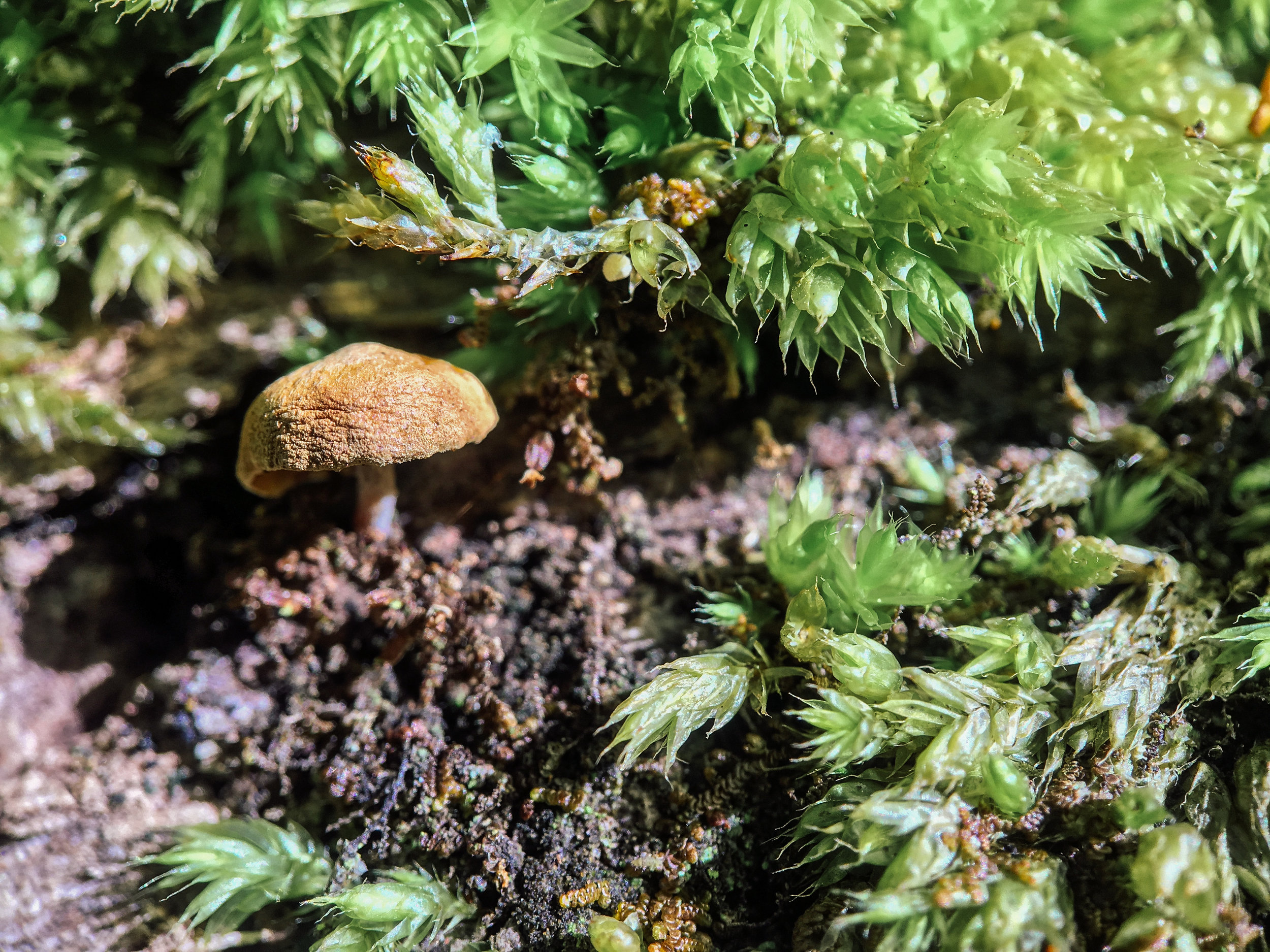 Tiny mushroom surrounded by liverworts. The latter are a type of non-vascular land plant.