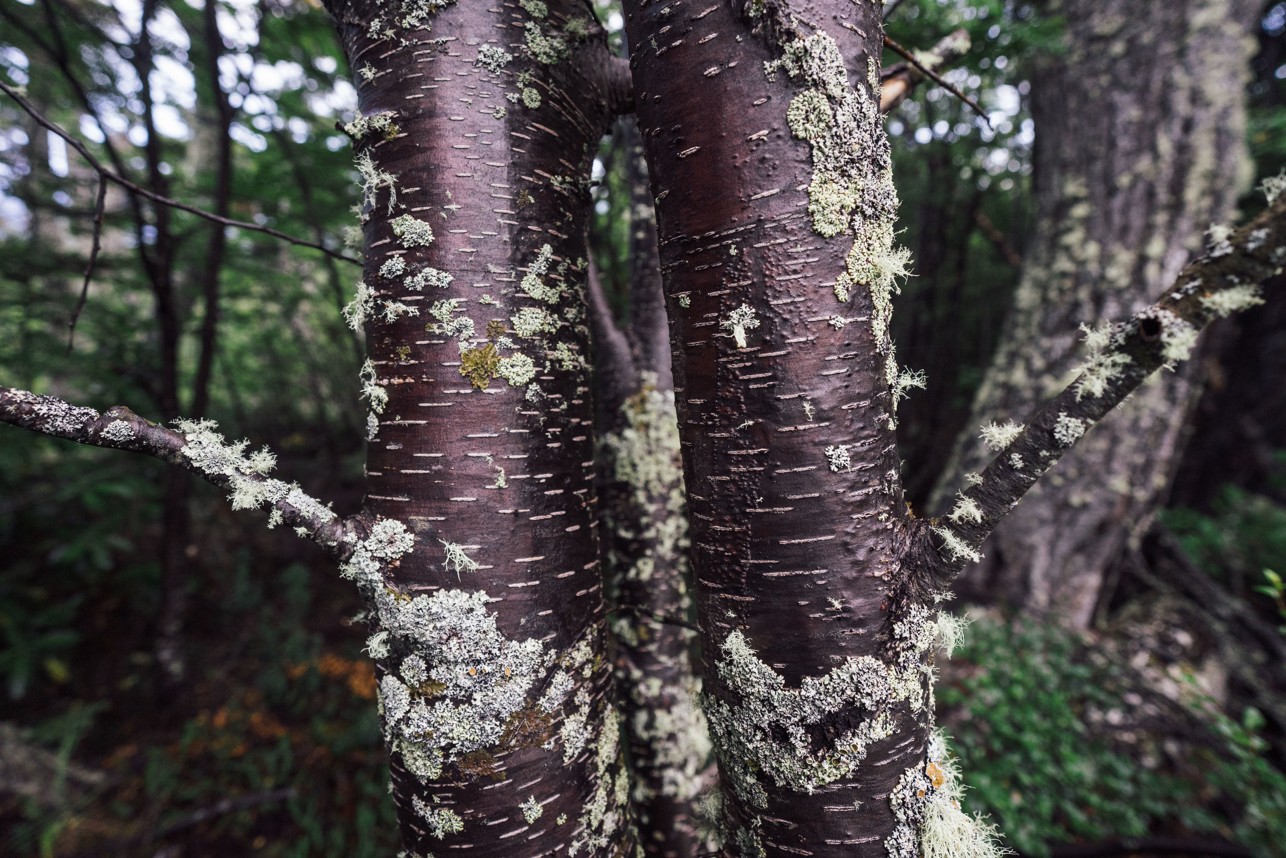 "Lenga" trees hosting a variety of lichens on their bark 