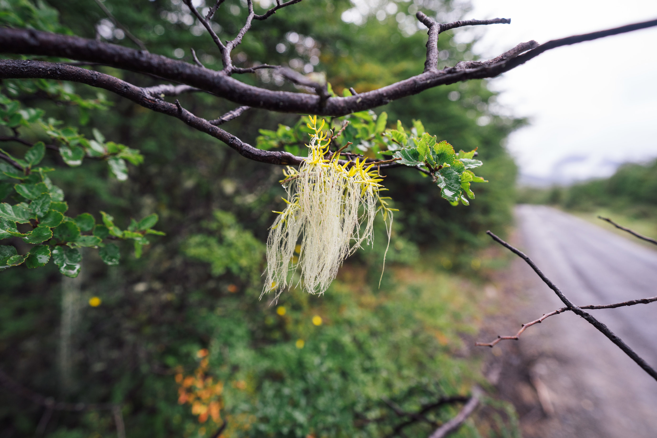 A small "Usnea" lichen on a tree branch